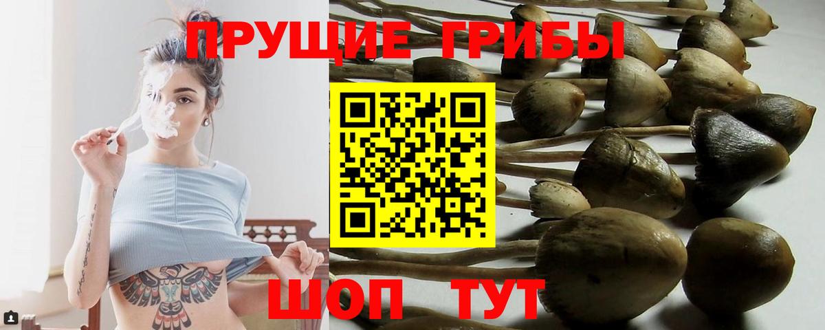 Псилоцибиновые грибы Psilocybine cubensis Химки